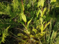 Penstemon multiflorus