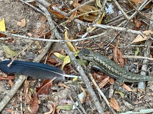 iNaturalist observation photo of Western Fence Lizard