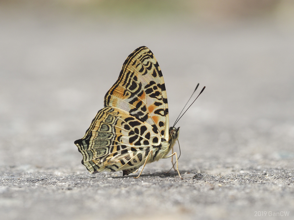 Himalayan jester