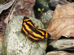 Symbrenthia hypselis