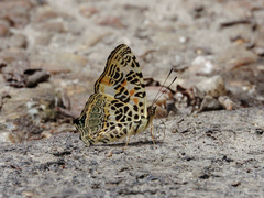 Symbrenthia hypselis