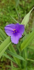 Tradescantia bracteata