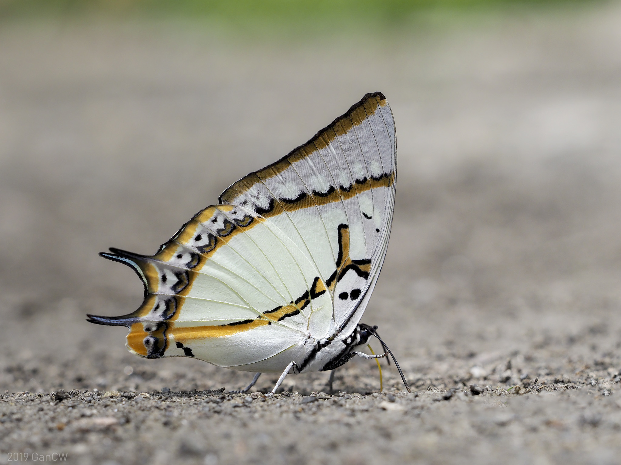フタオチョウ旧名 (Polyura eudamippus) · iNaturalist