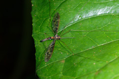 Leptotarsus binotatus