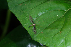 Leptotarsus binotatus