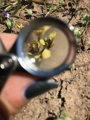 Gratiola heterosepala