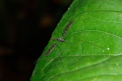 Leptotarsus binotatus