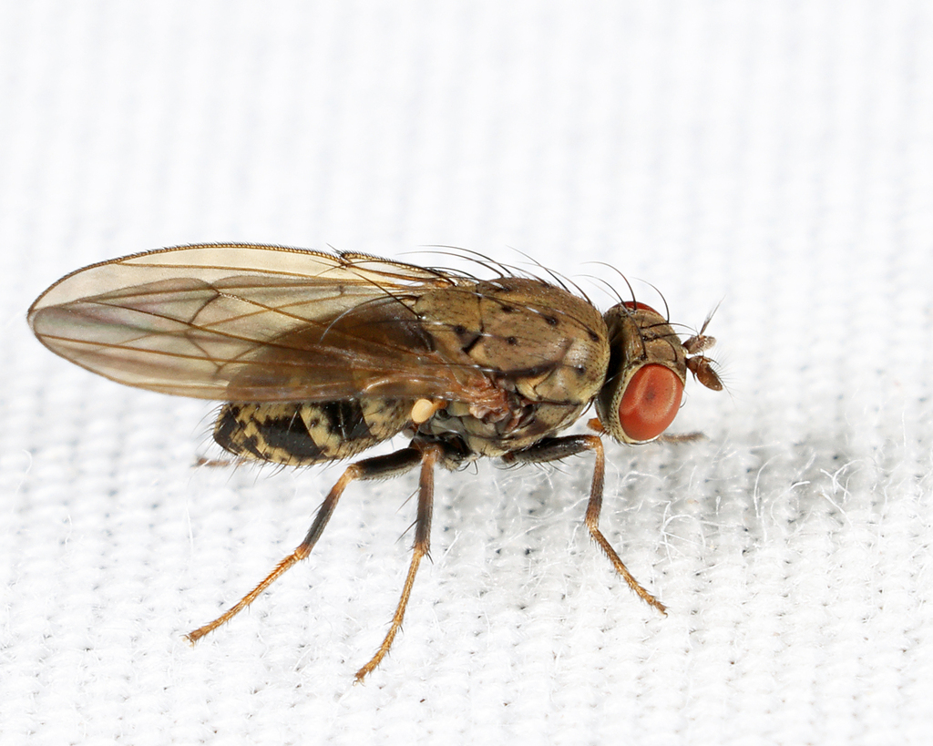 Notiphila pulchra