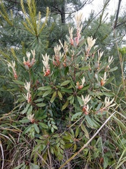 Rhododendron formosanum