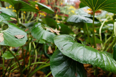 Leptotarsus binotatus