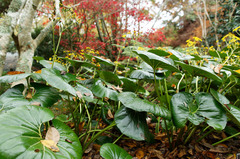 Leptotarsus binotatus