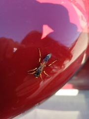 Sceliphron destillatorium