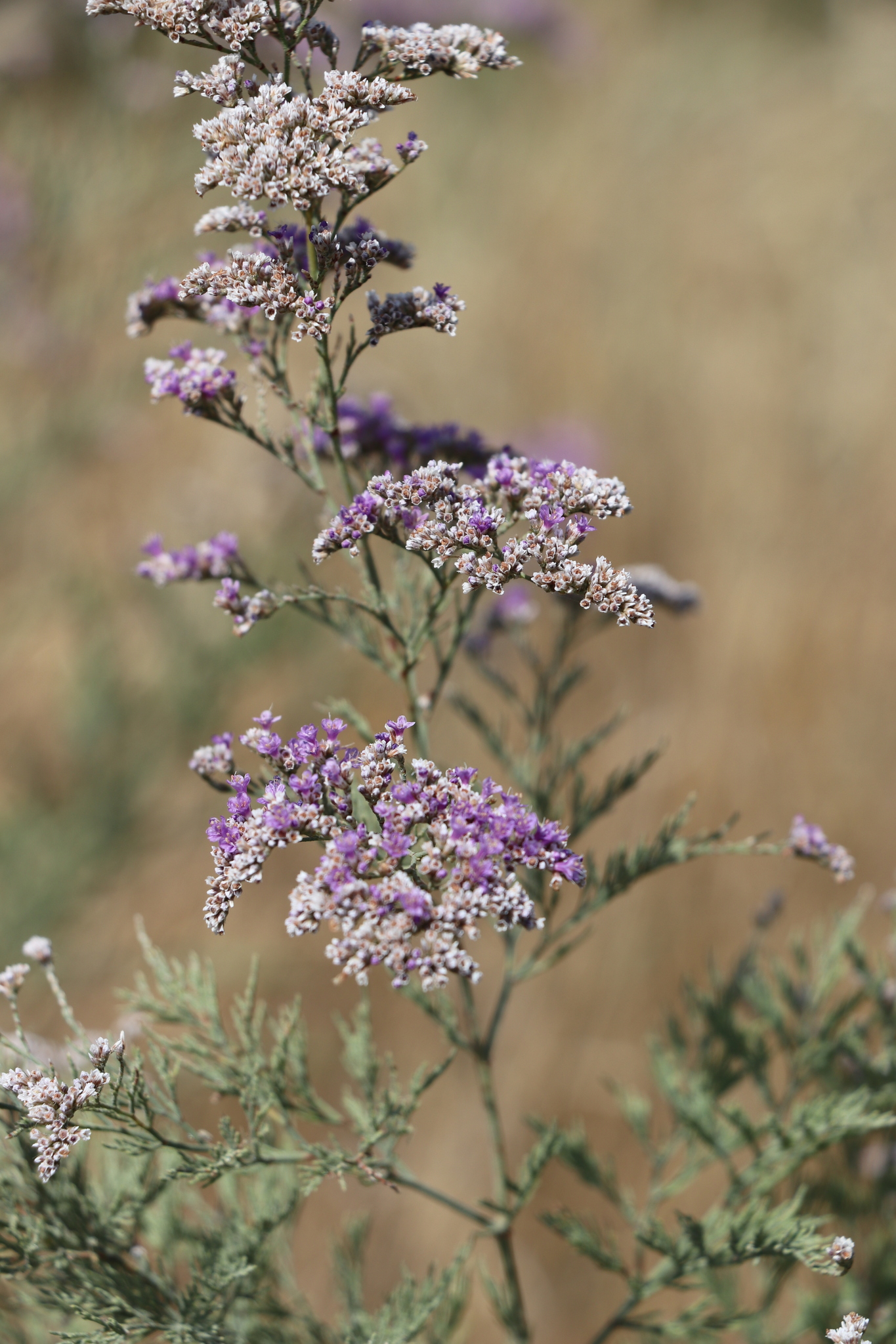 Limonium otolepis