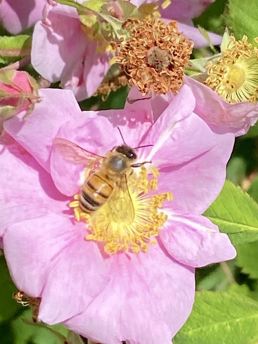 iNaturalist observation photo of Western Honey Bee
