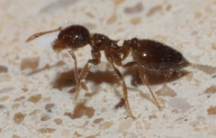 Crematogaster sordidula