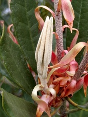 Rhododendron formosanum