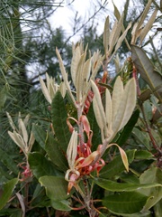 Rhododendron formosanum