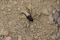 Zachaeus crista
