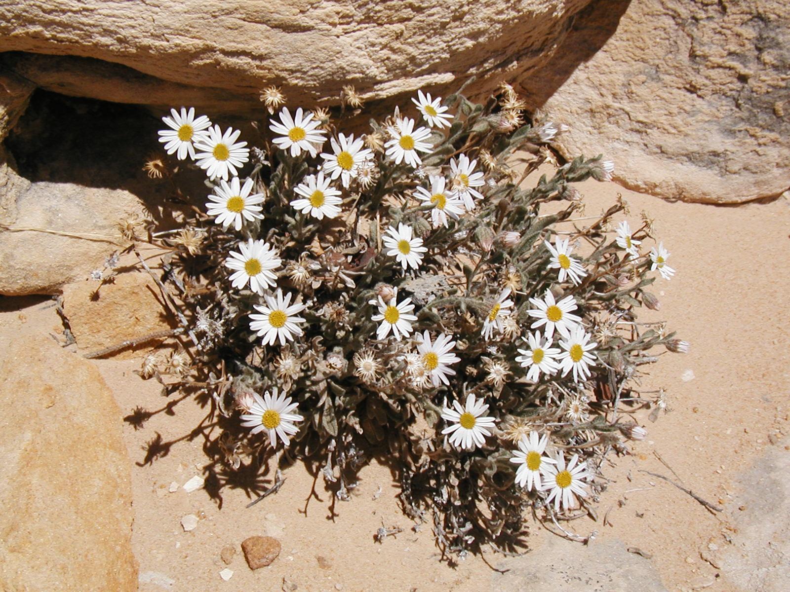 Erigeron maguirei