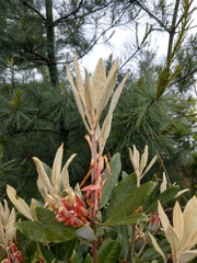 Rhododendron formosanum