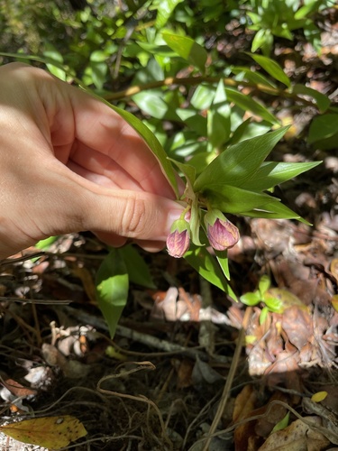 Lysimachia hillebrandii observed 2024-06-27