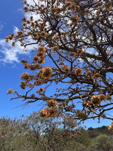 Erythrina sandwicensis observed 2024-06-27
