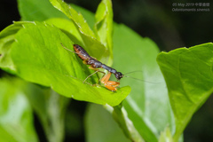Odontomantis sinensis
