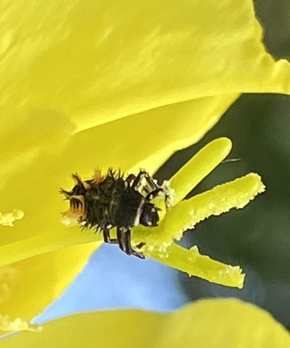 iNaturalist observation photo of Asian Lady Beetle