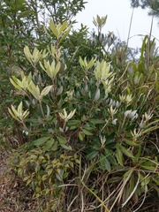 Rhododendron formosanum