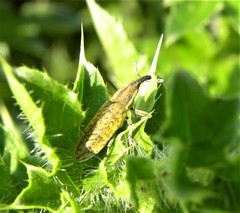 Lixus filiformis