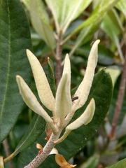 Rhododendron formosanum