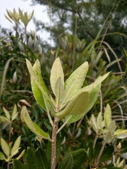 Rhododendron formosanum