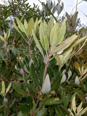Rhododendron formosanum
