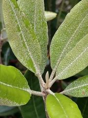 Rhododendron formosanum