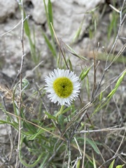 Erigeron ochroleucus, photograph (c) Alex Doyle, some rights reserved (CC BY)