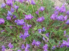 Oxytropis revoluta