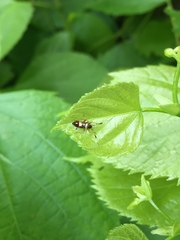 Closterotomus biclavatus