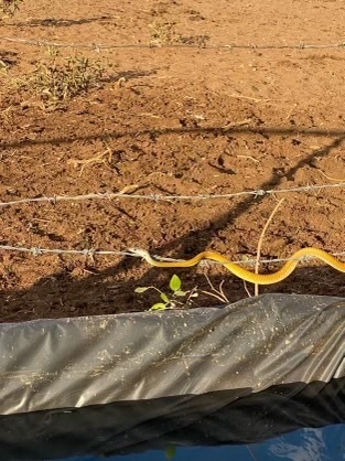 Common Tree Snake sighting