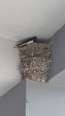 Hirundo rustica