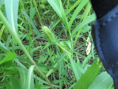 Carex lurida