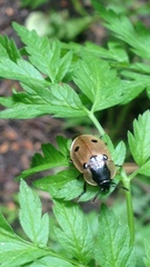 Dendroxena quadrimaculata