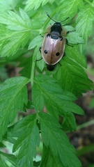 Dendroxena quadrimaculata