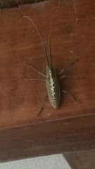 Neoptychodes trilineatus