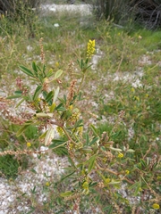 Melilotus neapolitanus