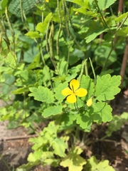 Chelidonium majus