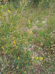 Melilotus neapolitanus