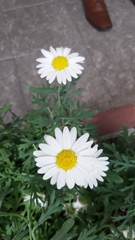 Asteraceae