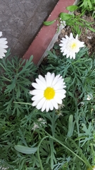 Asteraceae
