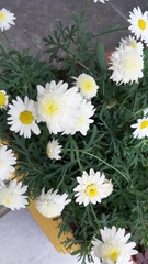 Asteraceae
