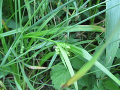 Carex blanda